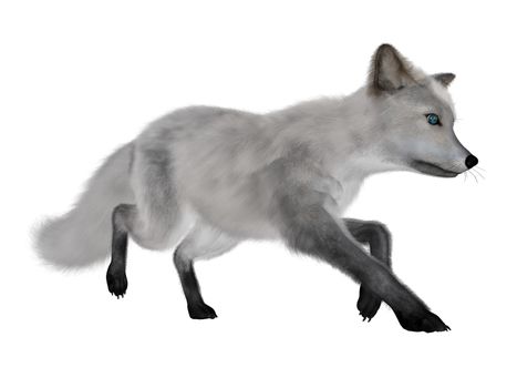 White fox running isolated in white background - 3D render