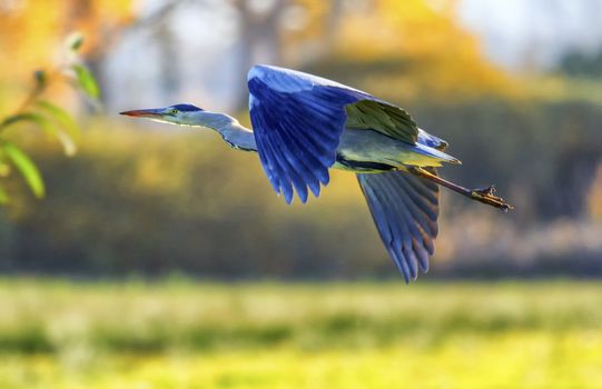 Grey heron, ardea cinerea, flying in the countryside