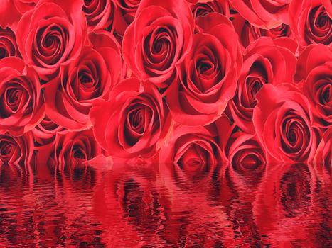 Red beautiful roses background with water reflection