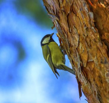 Great tit, parus major, standing on a trunk