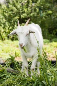 the photograph depicted a goat sitting on the grass