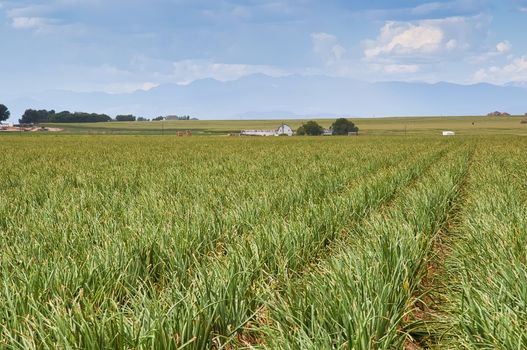 Onion field in centeral Colorado, USA with the Rocky Mountains in the background.