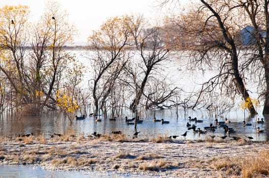 Early in the morning during autumn, ducks swiming on the pond