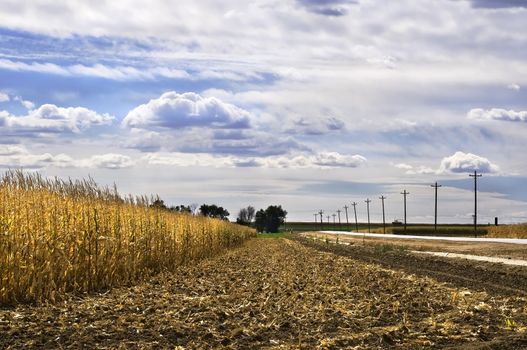 First pass of the chopper to harvest a corn crop in eastern Colorado, USA