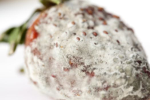 photographed red ripe strawberries, covered with white mold, spoiled strawberries closeup, defocus