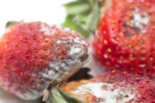 photographed red ripe strawberries, covered with white mold, spoiled strawberries closeup, defocus