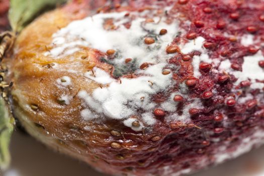 photographed red ripe strawberries, covered with white mold, spoiled strawberries closeup