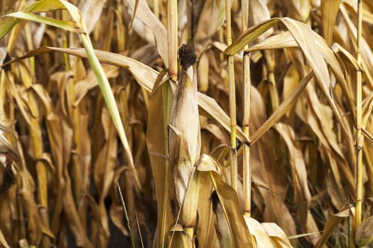 agricultural field, which is ready for harvest ripe corn, close-up photos