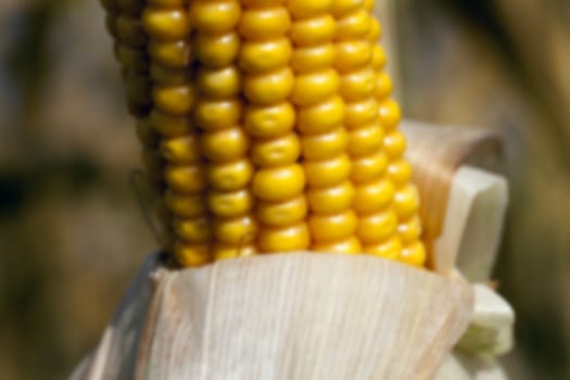 Agricultural field on which photographed mature yellowed corn, close up, natural foods, defocus