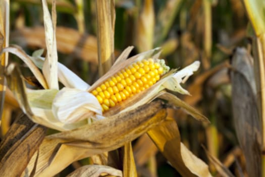 agricultural field, which is ready for harvest ripe corn, close-up photos, Defocus