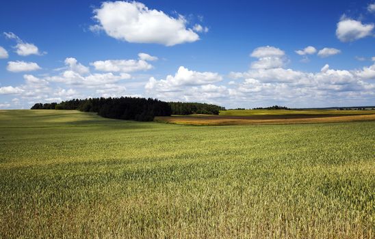 agricultural field on which unripe green grass grows