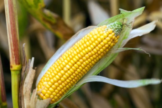 agricultural field, which is ready for harvest ripe corn, close-up photos, Defocus