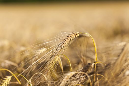 Agricultural field on which grow ripe yellowed cereals