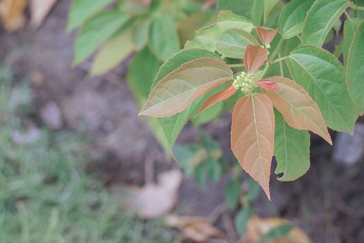 Purging Croton or Croton tiglium Linn with new leaves sprout have soil as background.