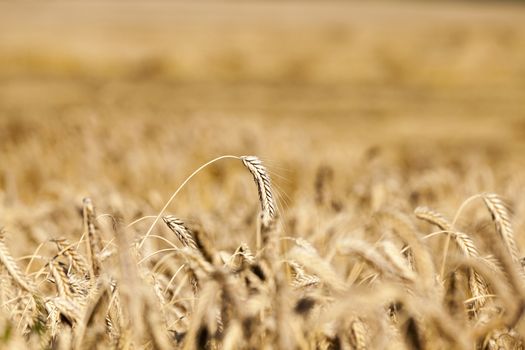 Agricultural field on which grow ripe yellowed cereals