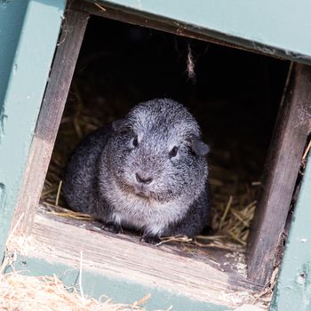 Portrait of a black guinea pig, selective focus