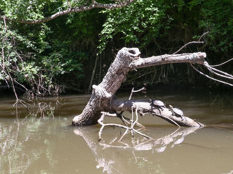 Turtles came to bask in the sun.