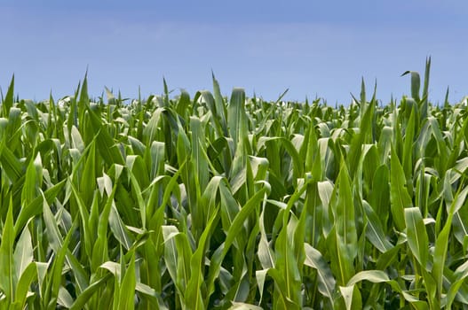 Cornfield with immature feed corn photographed close for detail