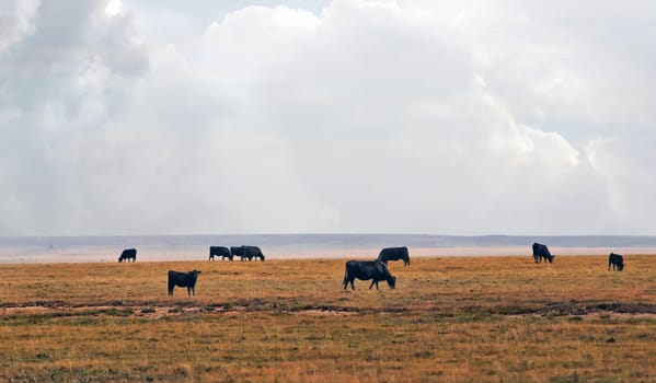 Cattle grazing on open range in eastern Colorado, USA under a large open sky.