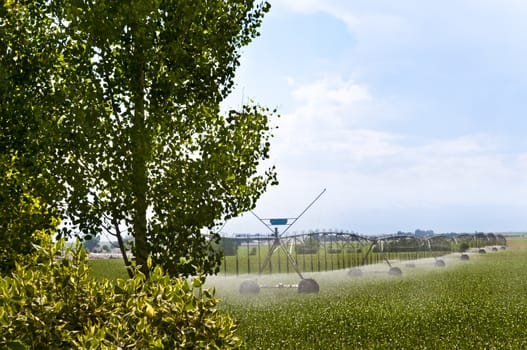 Watching a sprinkler irrigation system watering a cornfield