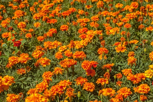 big field of beautiful orange flowers, a beautiful sunny day