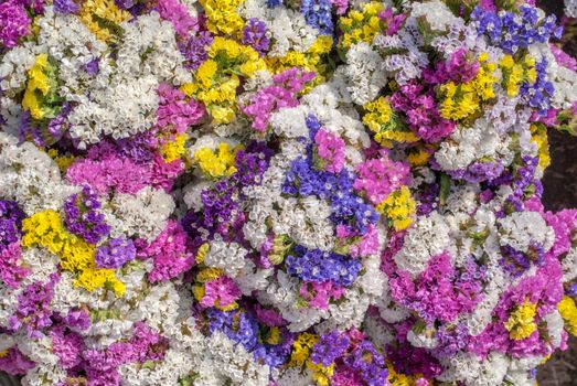 Limonium sinuatum Statice Salem flowers, a beautiful sunny day