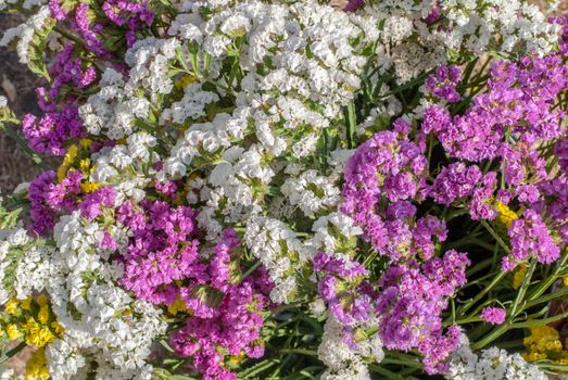 Limonium sinuatum Statice Salem flowers, a beautiful sunny day