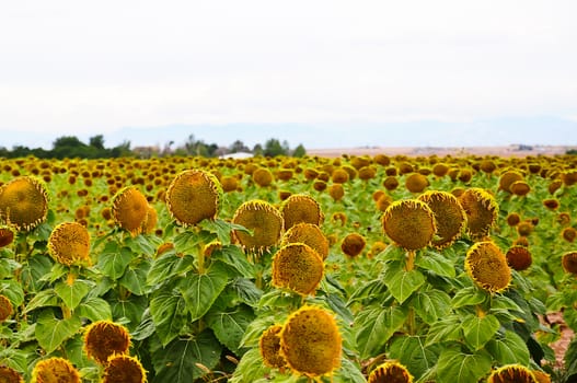 Field of sunflower plants in the autumn almost ready for harvesting of the seeds.