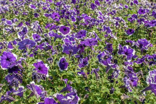 purple white petunia in garden, a beautiful sunny day