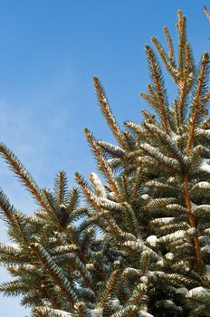 Fresh snow on a Blue spruce trees branches.