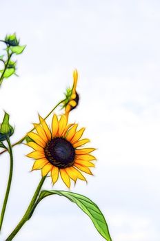 Rendered fractal from a photograph of a bright yellow sunflower