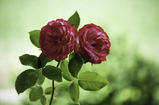 Two red roses alive in the garden