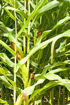 Corn ears on the stalk in a agriculturial field in northeastern Colorado, USA