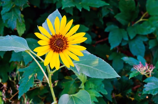 Lone sunflower trying hard to get sunlight among dense growth.