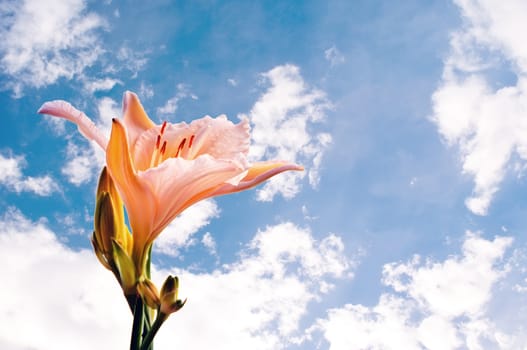 Single lily with pink and yellow petals against a summer sky.