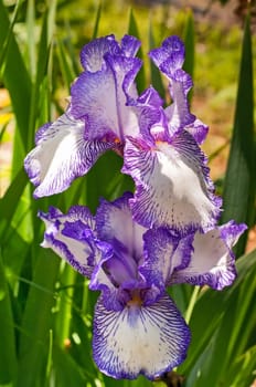 Beautiful purple iris blooming in early spring