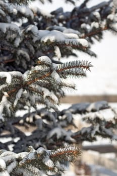 Accumulated snow on the branches of a Blue spruce tree.