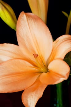 Closeup photograph of an Orange Asiatic Lily