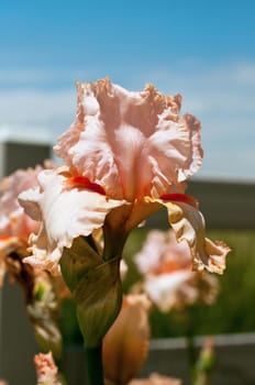 Closeup with shallow depth of field  of a pink Iris in bloom