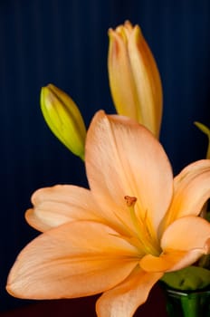 Closeup photograph of an Orange Asiatic Lily