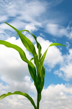 Lone Cornstalk rustling in the breeze on a warm summer day under a cloudy sky.