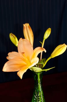 Backlit  photograph of an Orange Asiatic Lily