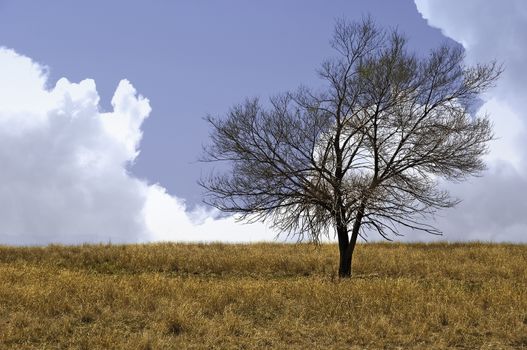 A single tree starting to bud out in early spring with billowing clouds in the background. Taken on the Pawnee National Grasslands in north central Colorado, USA.