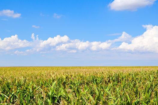 Expanse of sorghum in a field near Lamar, Colorado, USA.