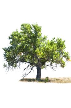 Cottonwood tree with wild grasses isolated against a totally white background
