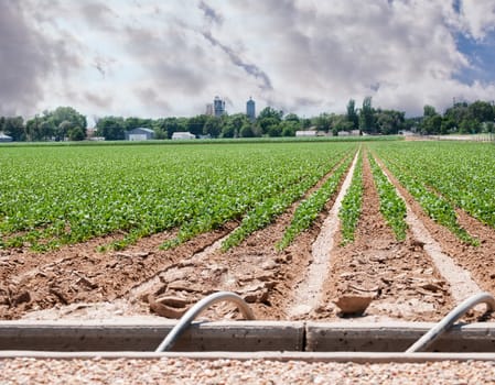 Storm clouds gather over a small rural community seen from a field of irrigated sugar beets.