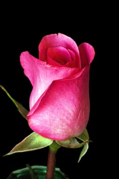 Closeup photograph of a dark pink rose