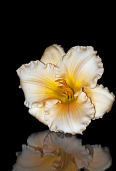 Orange lily isolated against a black background with a nice reflection to the front.