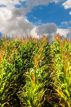 Sun shining upon rows of corn in a field