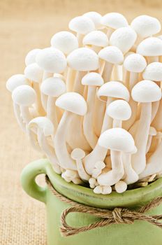 White Shimeji mushroom, Edible mushroom